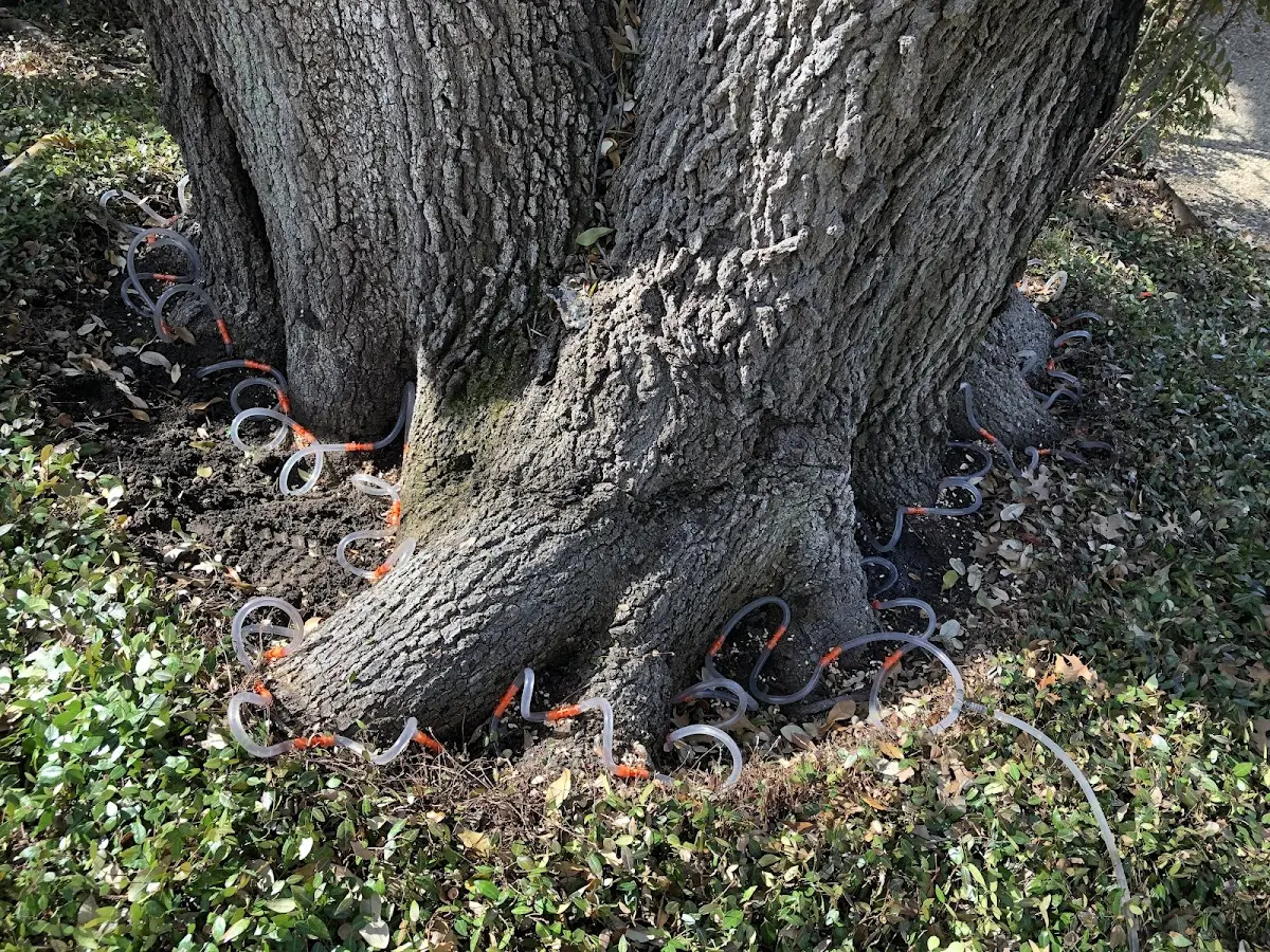 Detailed Tree Cabling and Bracing job site in North Granville