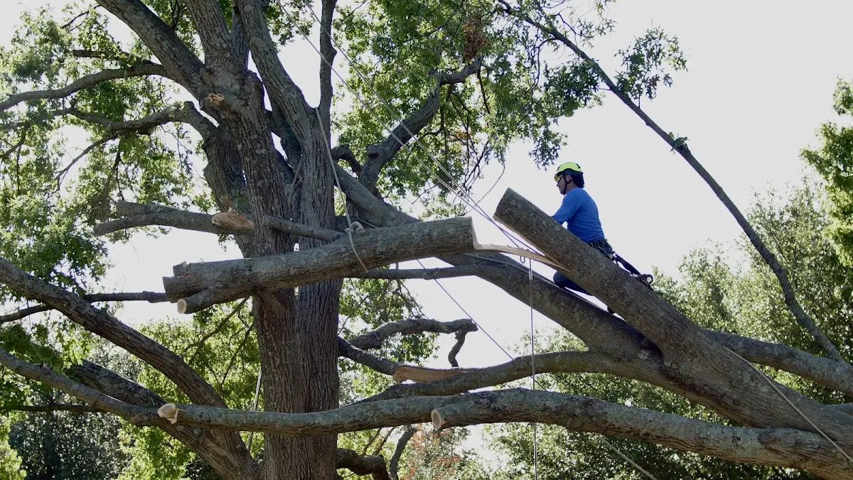 Professional Crown Thinning performed by certified arborists in North Granville